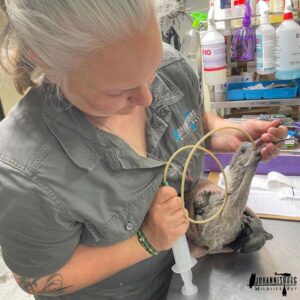 hadada ibis being tube-fed at veterinary hospital