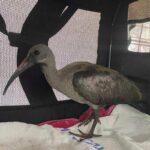 a hadada ibis standing in small enclosure, possibly a mesh travel carrier
