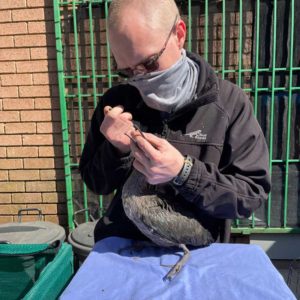 hadad ibis being tube-fed