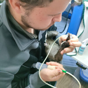 a man holding a hadada ibis to tube-feed it