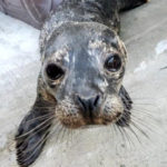 very thin harbor seal pup standing on cement