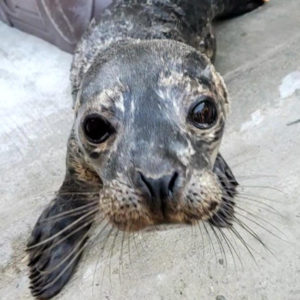 very thin harbor seal pup standing on cement