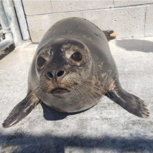 harbor seal pup lying on cement before release
