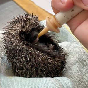 hedgehog being syringe-fed