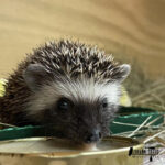 Southern African hedgehog eating from a bowl