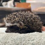 hedgehog standing on towel