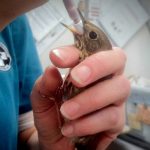 hermit thrush being hand-fed