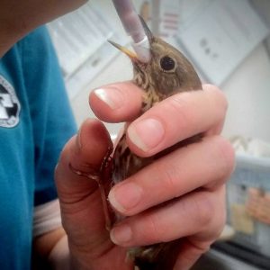 hermit thrush being hand-fed