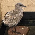 young herring gull standing on floor of enclosure