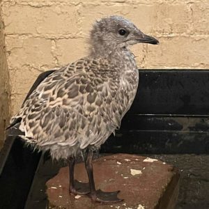 young herring gull standing on floor of enclosure