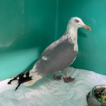 herring gull standing on pad in cage by food bowl