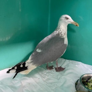herring gull standing on pad in cage by food bowl