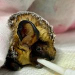 hoary bat lying down being tube fed