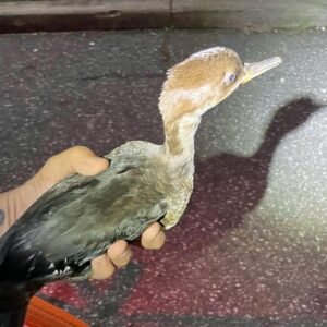 hooded merganser held in hand above floor