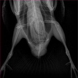 X-ray showing broken femur of hooded merganser