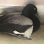 greater scaup sitting