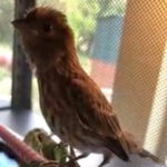 house finch on perch indoors