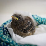 young house finch sitting on towel