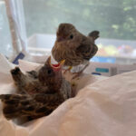 two house finches in recovery container