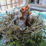 three hatchling house finches in nest gaping for food