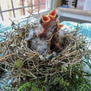 three hatchling house finches in nest gaping for food