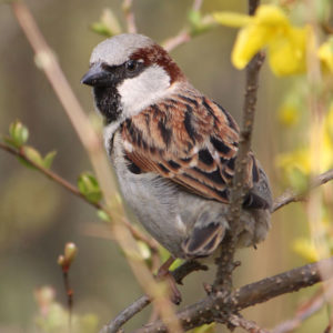 house sparrow perched on tree branch outdoors