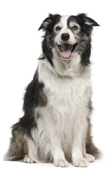 Border Collie Dog