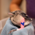 young blue jay with bandaged leg