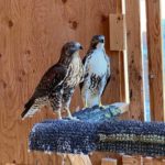 two juvenile red-tailed hawks stand on carpeted perch in outdoor enclosure