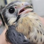 close up on face of American kestrel held in hands