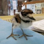 killdeer standing on table