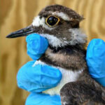 head profile of killdeer chick held in hand
