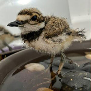 killdeer chick walking on stones in bowl indoors