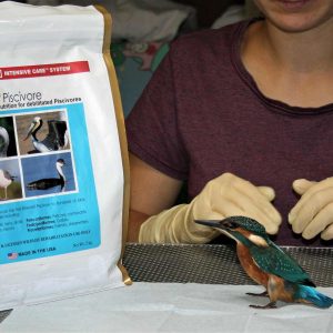 kingfisher looking at EmerAid bag