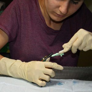 kingfisher being syringe-fed