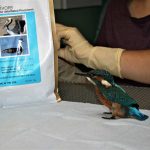 kingfisher by EmerAid bag