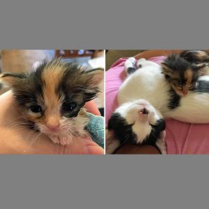 two photos of a kitten