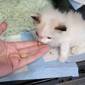 kitten eating EmerAid food from hand