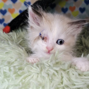 face of kitten with lost eye stitched shut