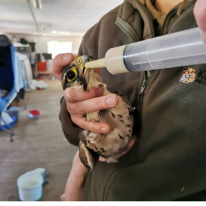 lanner falcon held against person's chest and being tube-fed