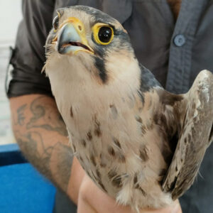 lanner falcon held by her feet against someone's chest