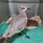 laughing gull standing on towel in carrier