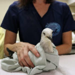 laughing gull on table wrapped in towel held by person