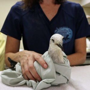laughing gull on table wrapped in towel held by person