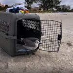 laughing gull steps out of carrier onto sand at the beach