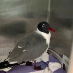 laughing gull standing in metal container