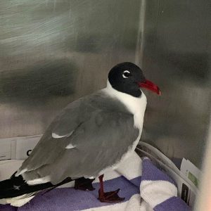 laughing gull standing in metal container
