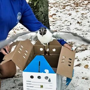 laughing gull released from box back to the wild