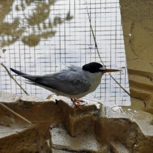least tern standing on rock