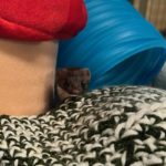 least weasel peering out from toys in cage